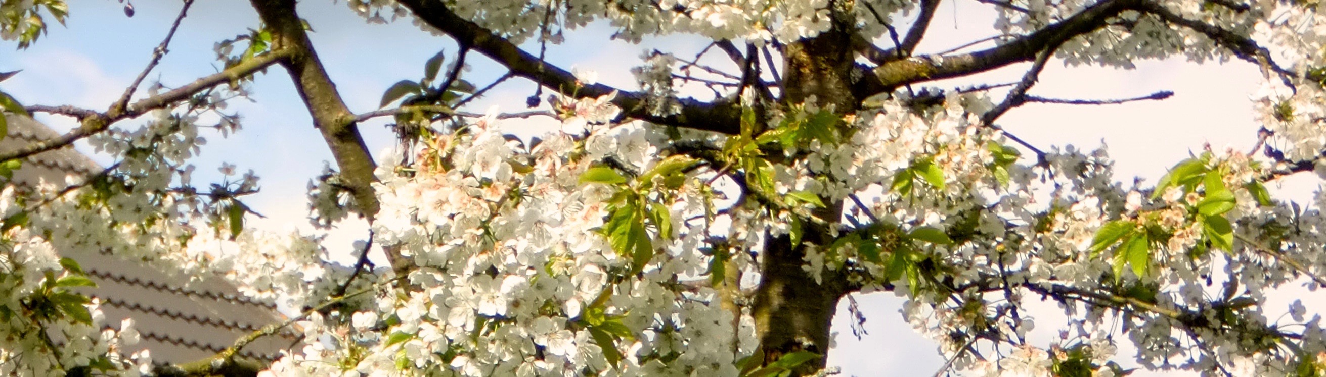 Kirschblüten.002